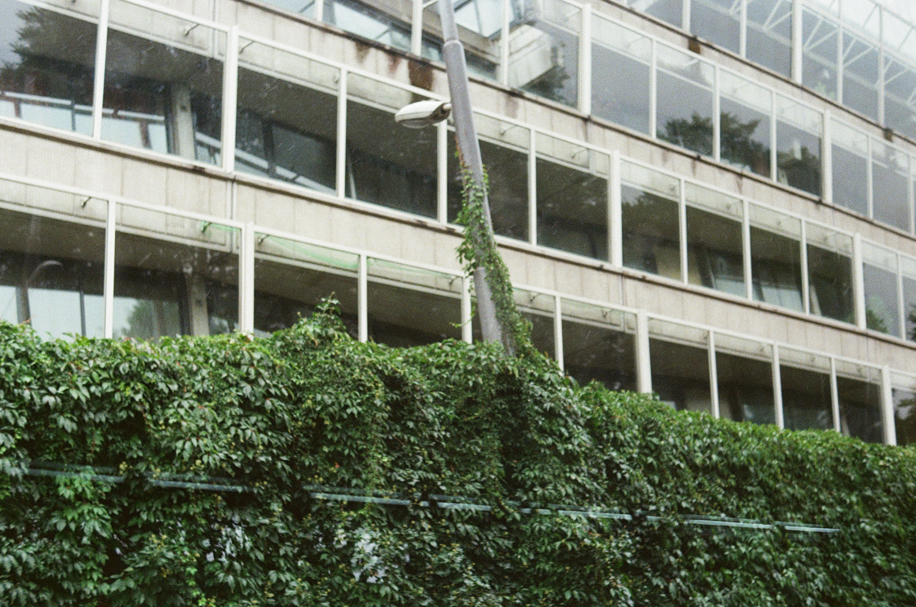 lightpole with vines
