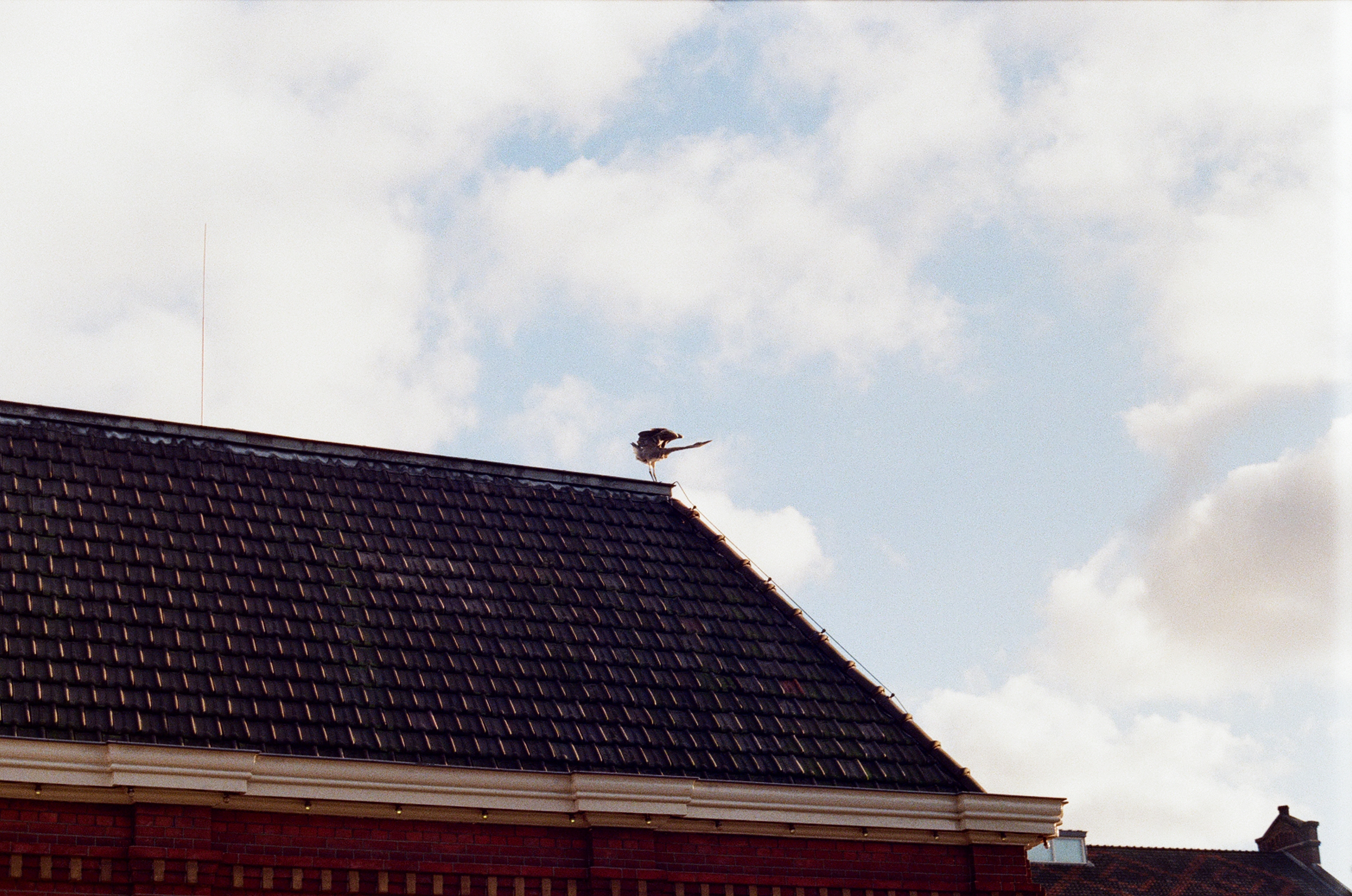 bird stretching on top of building