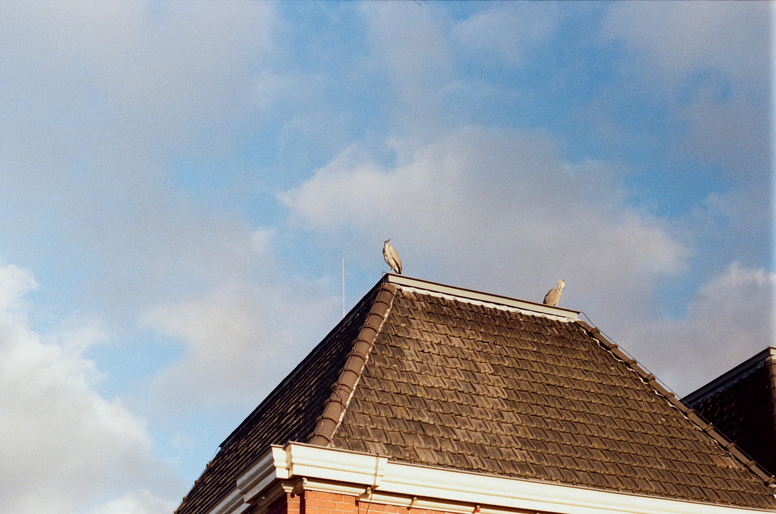 two birds on top of building