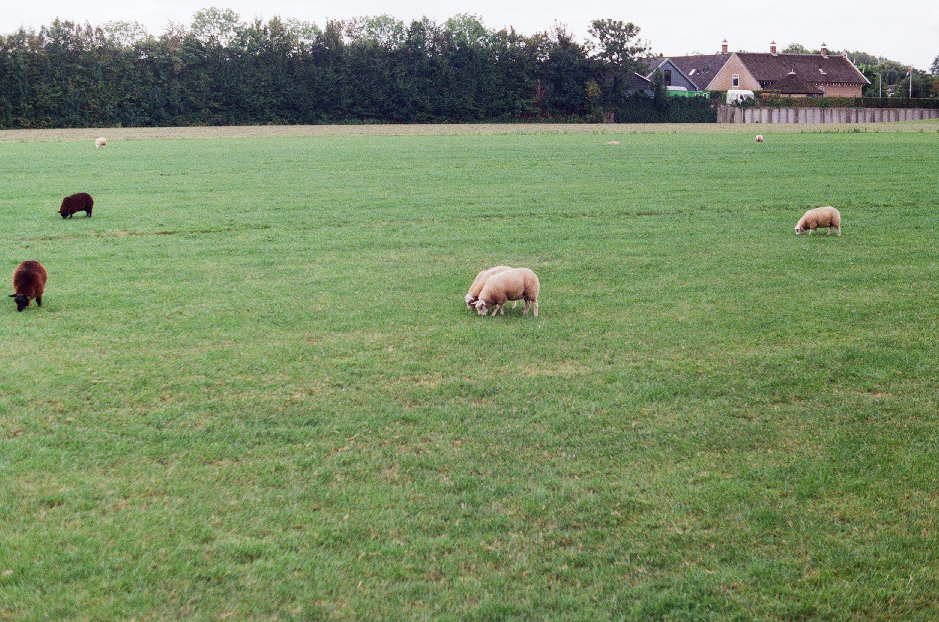 two sheep eating together
