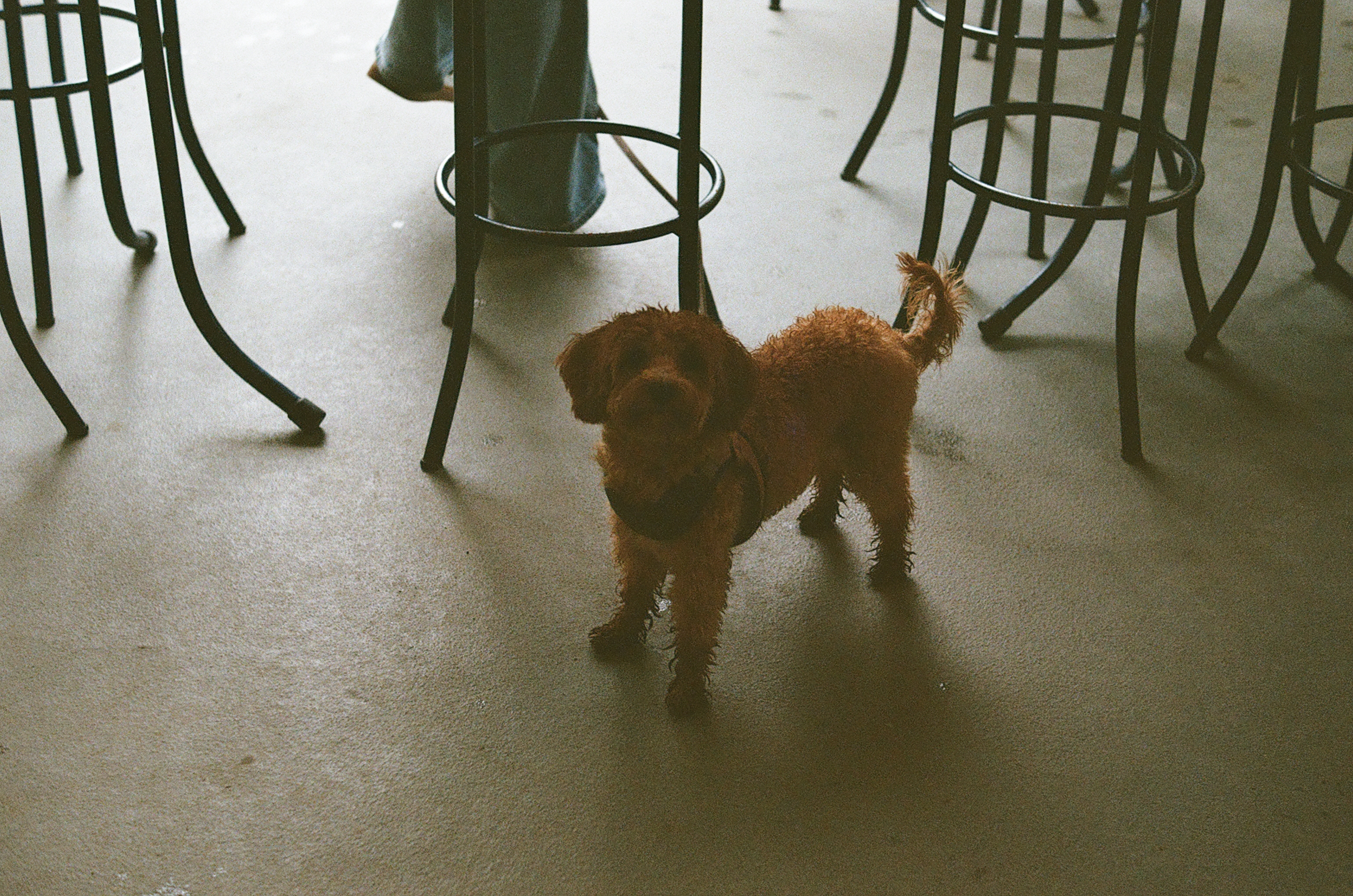 doggy looking at camera