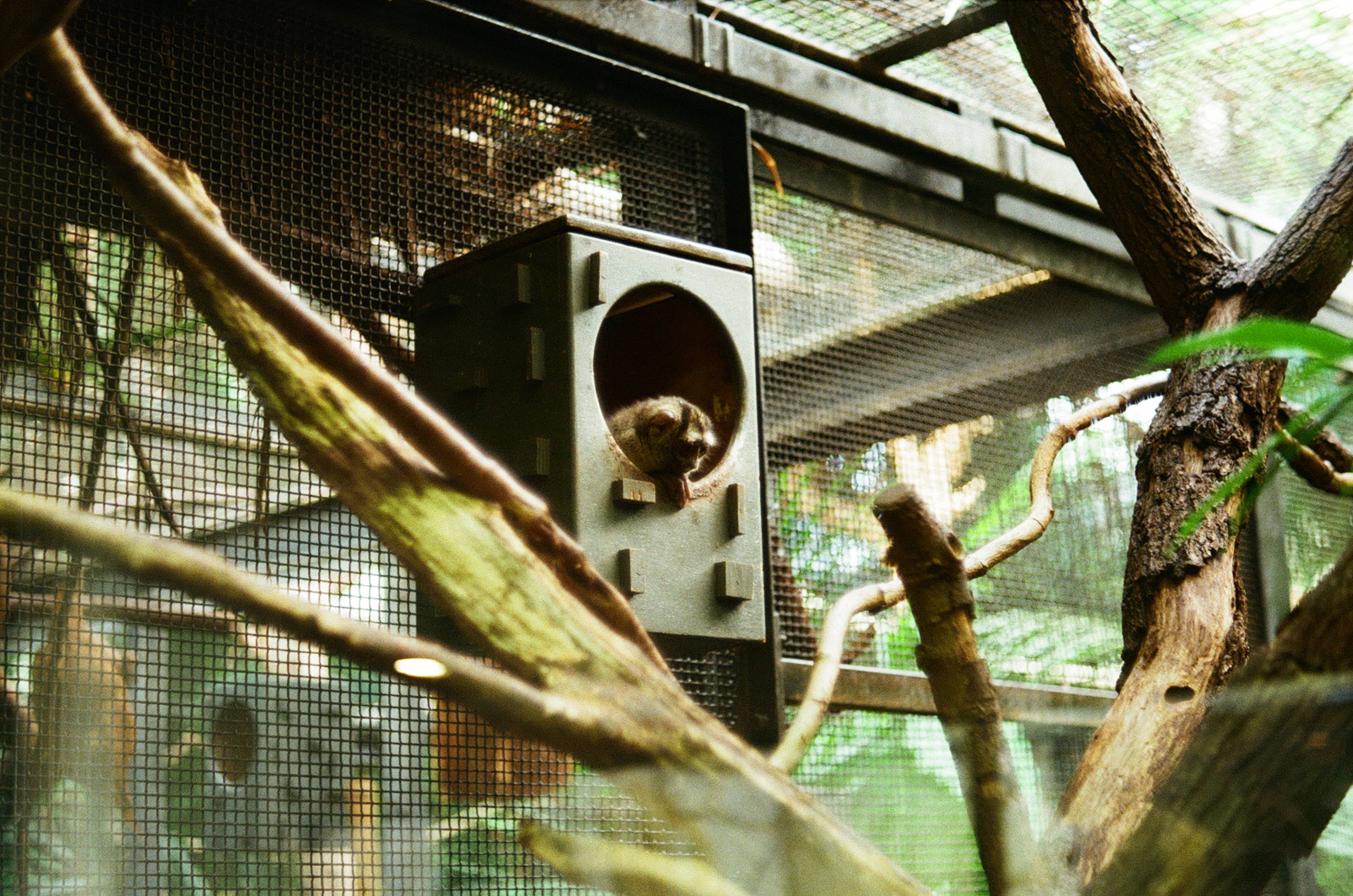 pensive monkey