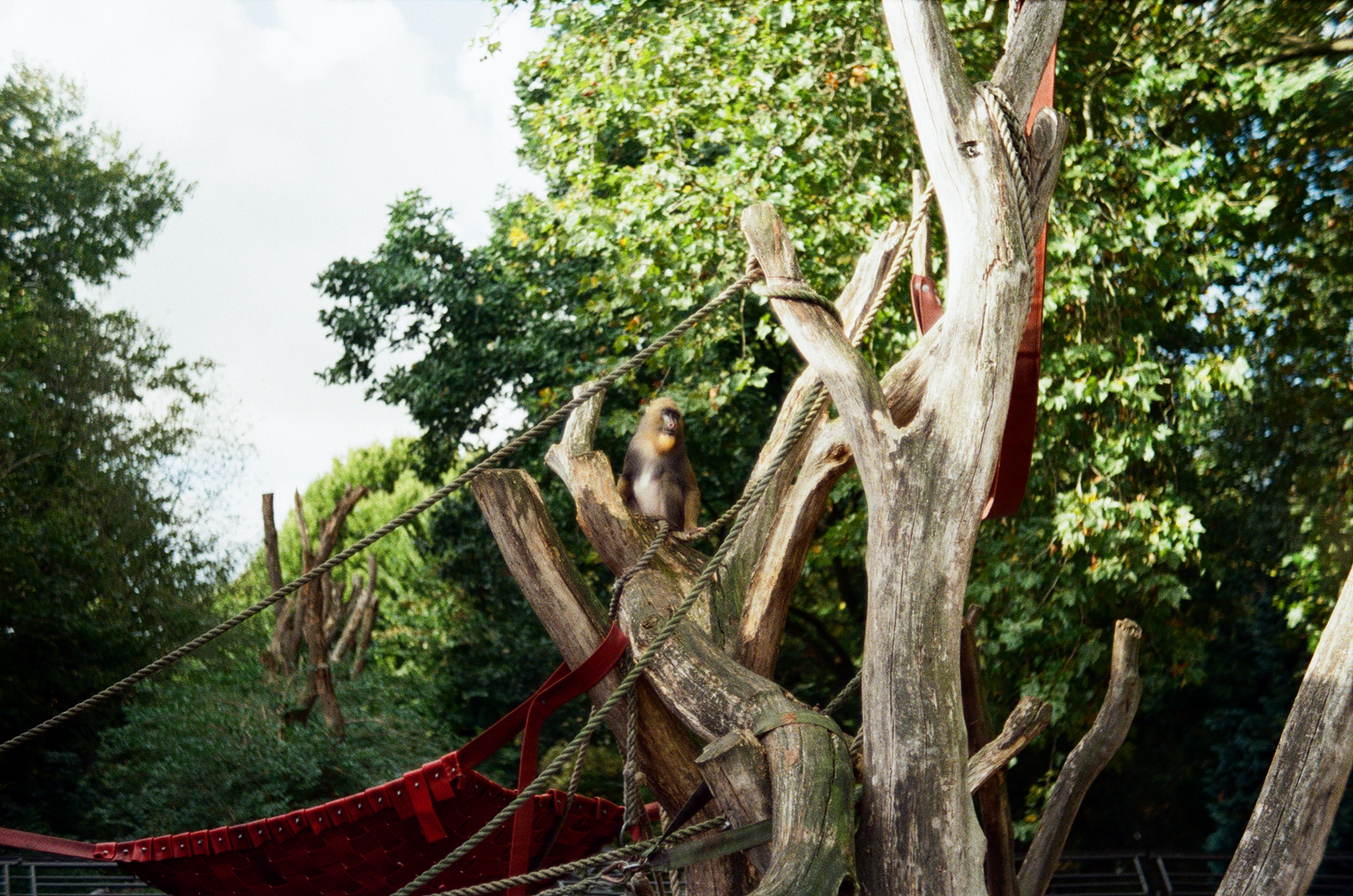 monkey on tree