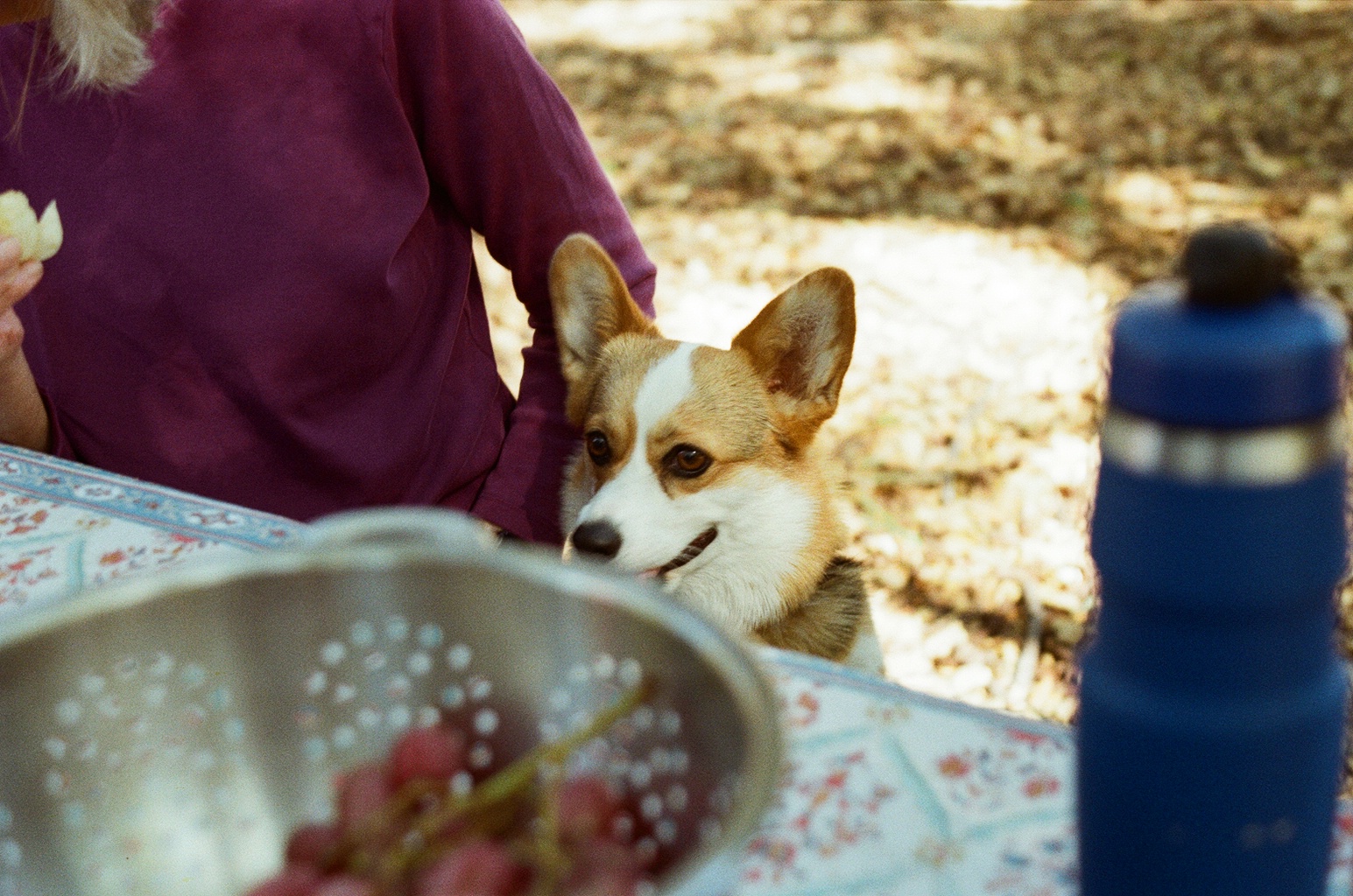 Dog(archie) and gma(Gma) at picnic table