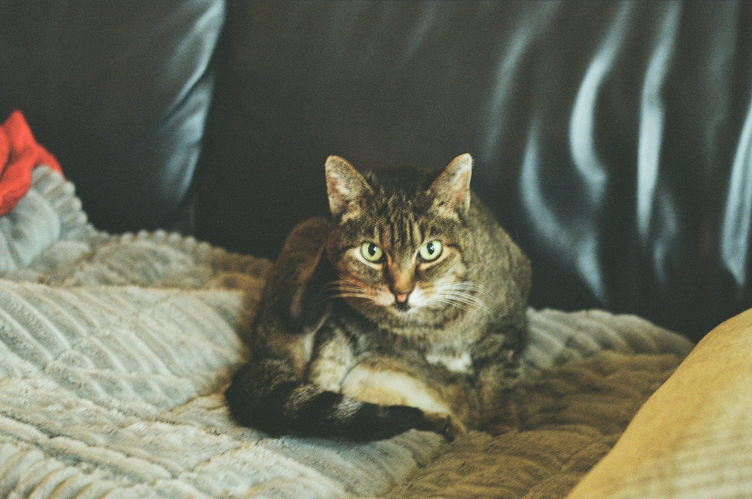 cat(ingram) mid clean