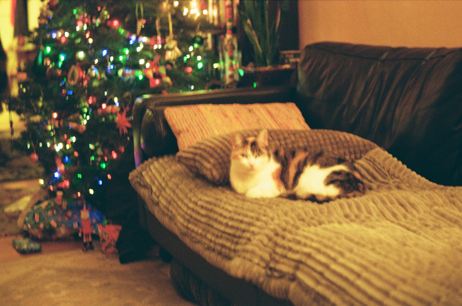 cat(kiki)(blurry) on the couch in front of christmas tree