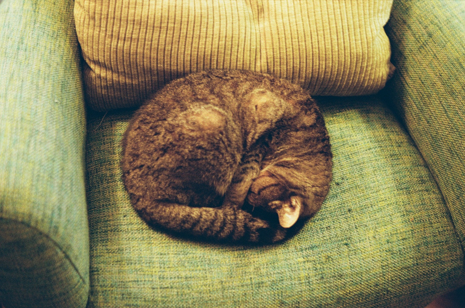 cat(ingram curled on a chair