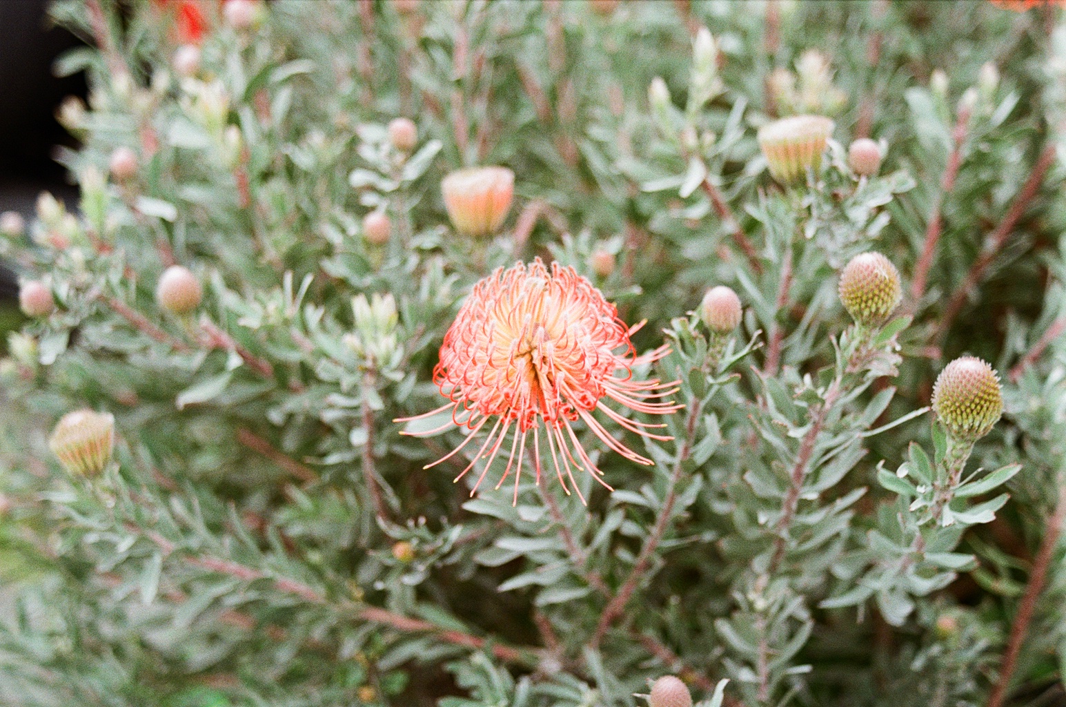 cool flower
